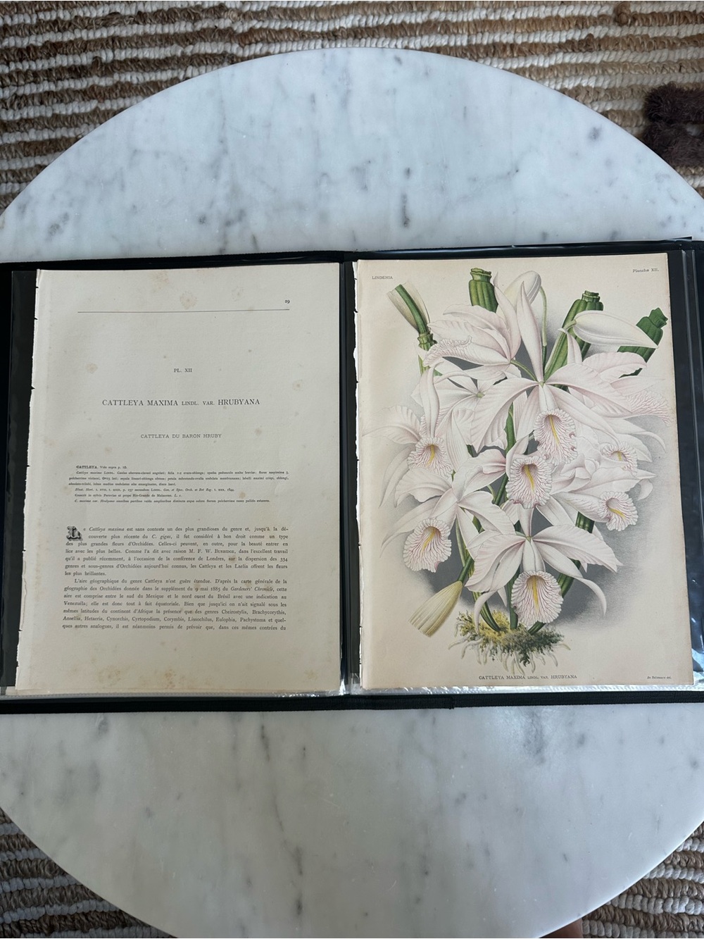 1885 Lindenia Pink Cattleya Orchid Illustration